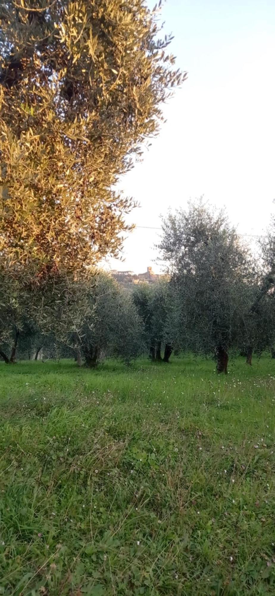 Ferienwohnung Il Pettirosso Monsummano Terme Exterior foto